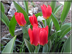foto Tulipani